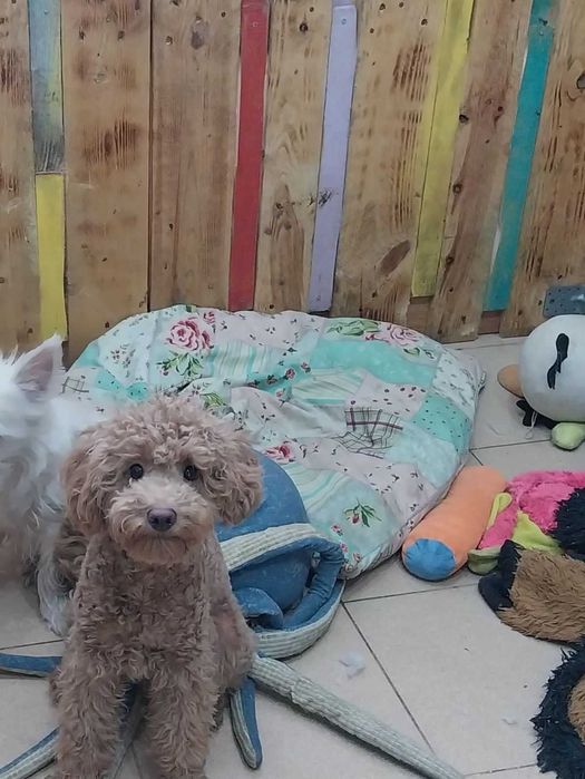 мини пудел-мъжко кученце