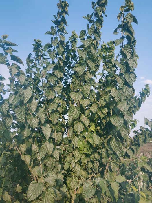 Tut kuchatlari kelishilgan narxda