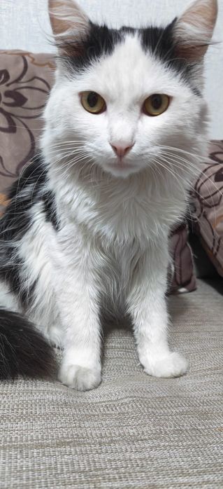 Отдам отличного кота