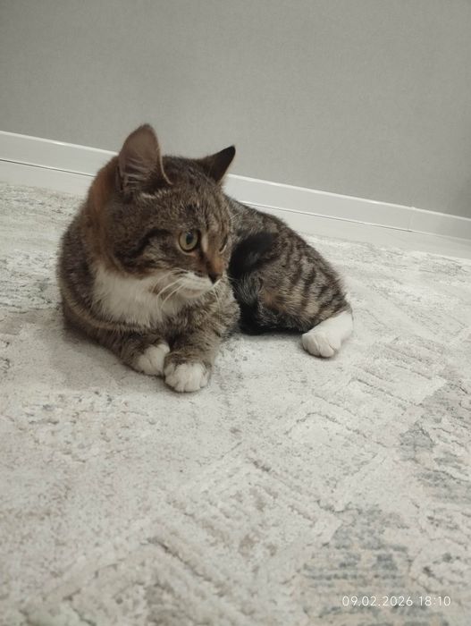 Отдадим в хорошие руки котенка