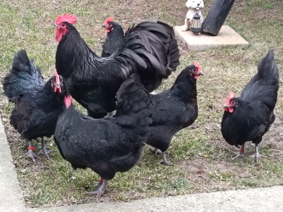 Ouă incubat wyandotte auriu, brahma , australorp negru