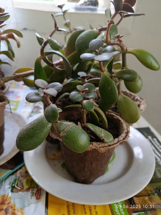 Отростки денежного дерева