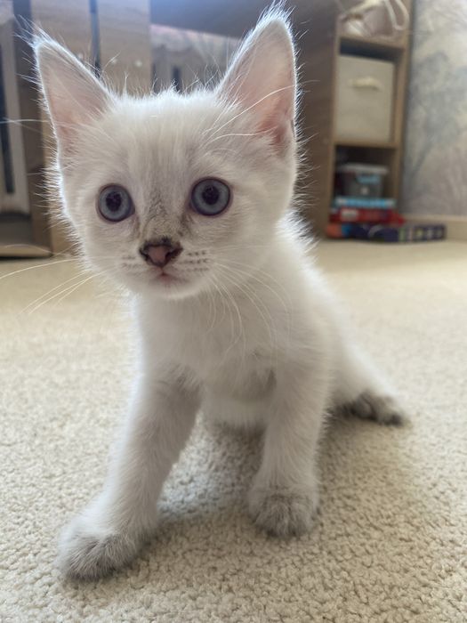 Котятки в добрые руки