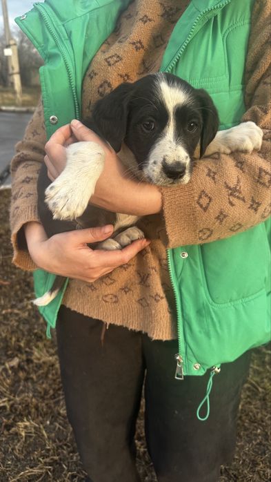 Девочка в лоьрые ручки.