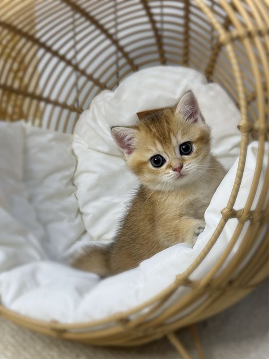 Котенок золотая шиншилла