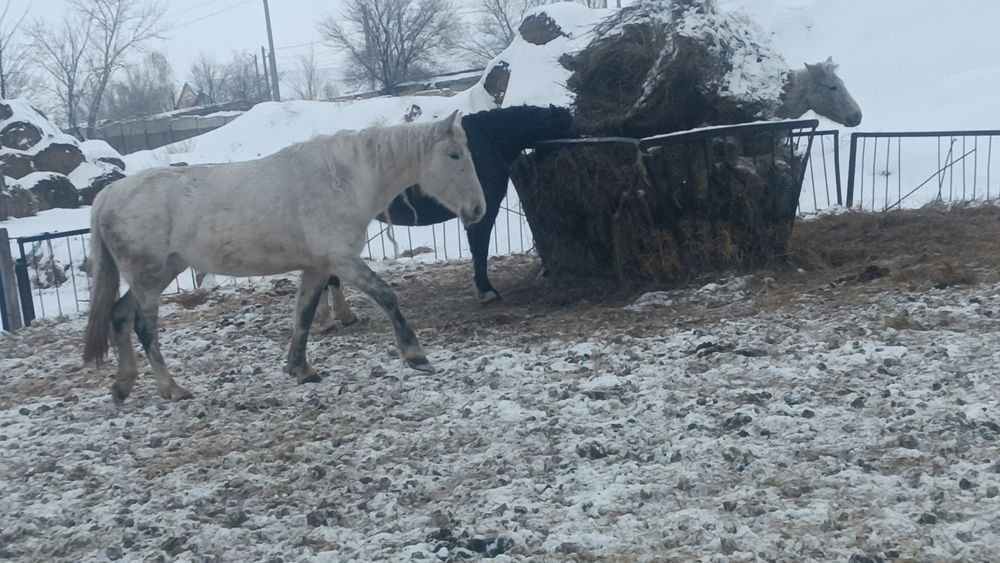 Полятяж кабылы яловы