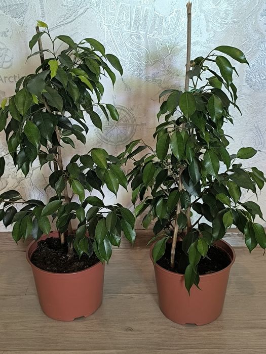 Продам фикусы Бенджаминова