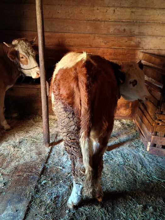 Vând junincă bălțată