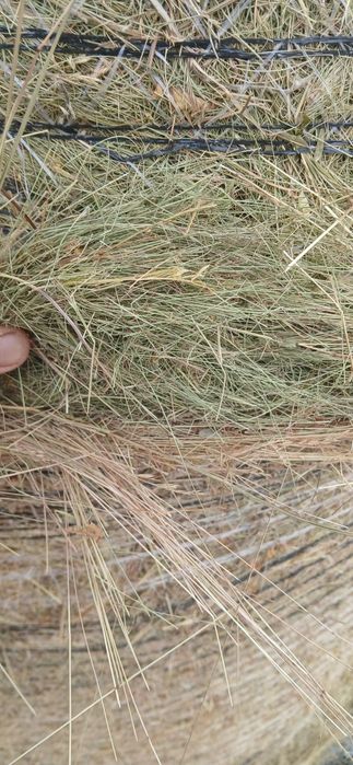 Baloți de fân de vânzare