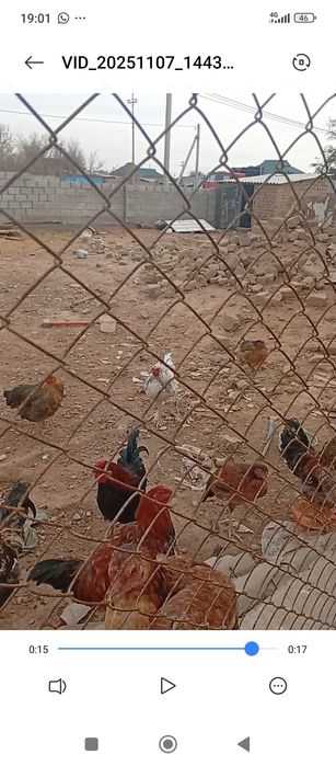 Тауық қораздар сатылады 2500теңгеден