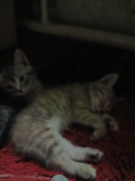 Отдам котят в добрые руки!!!