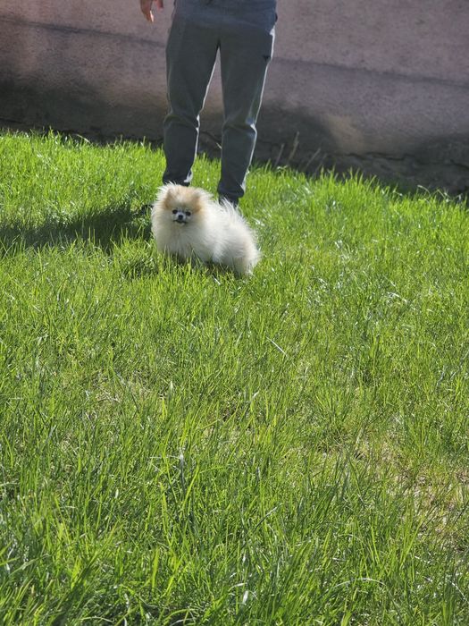 Pomeranian femelă