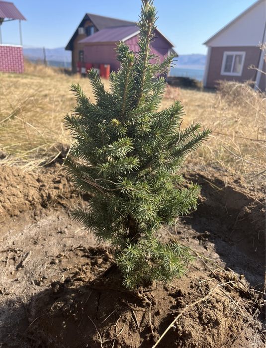 Сдам домик на Самаркe