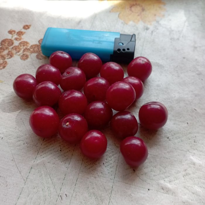 Продам вишню крупную дачную