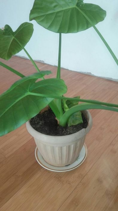 Продам цветок алоказия