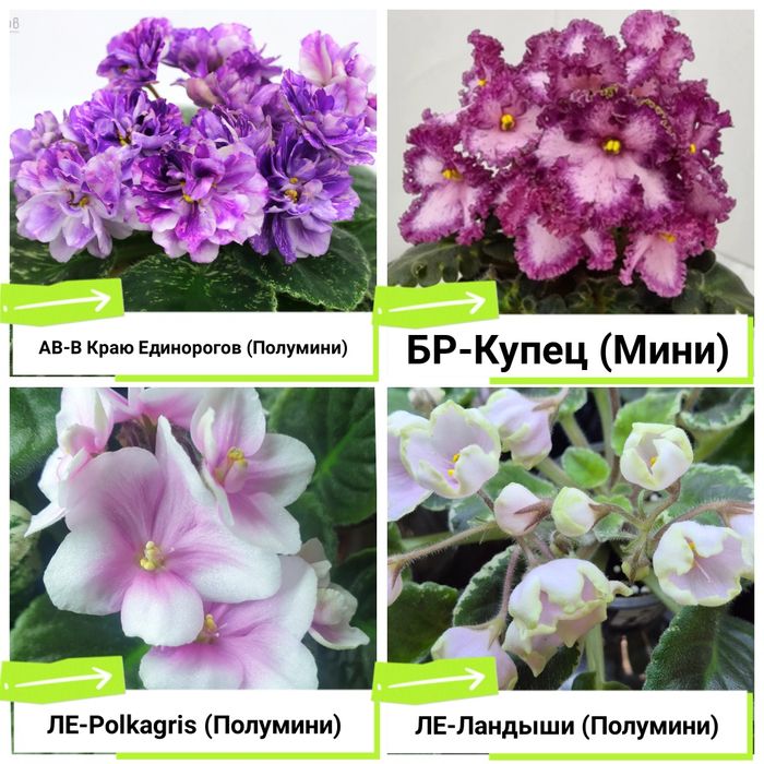 Фиалки сортовые продам