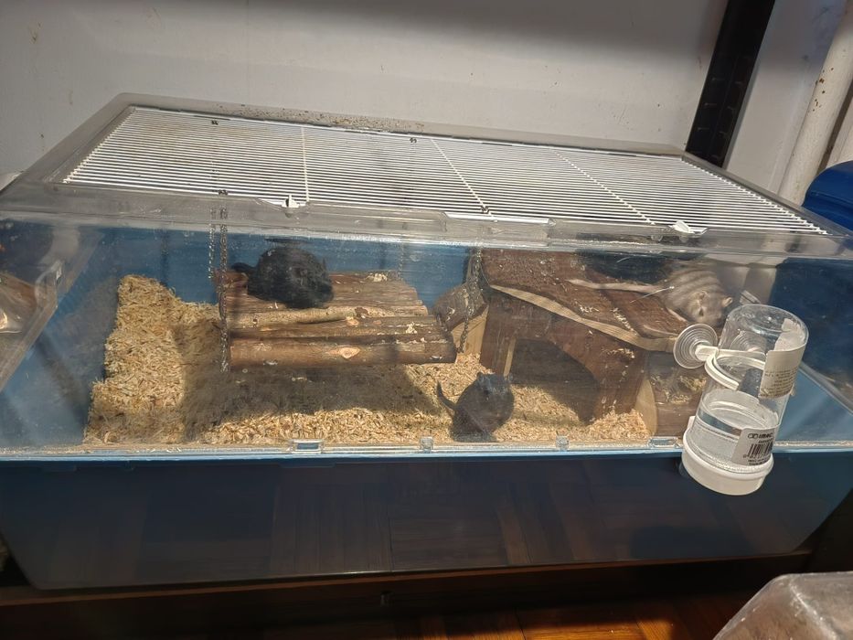 Vând cușcă rozătoare cu 4 gerbili femele