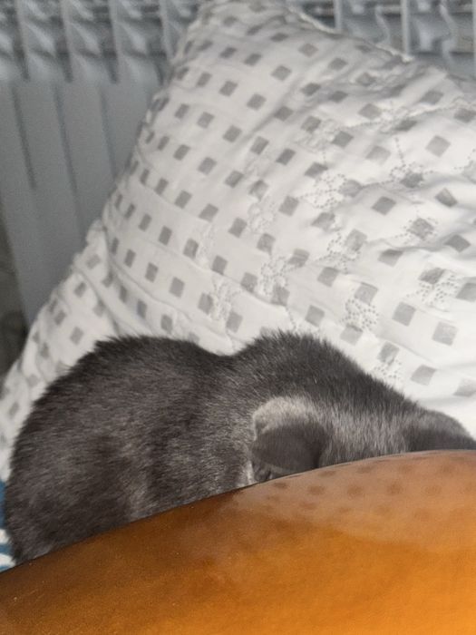 Кошка породистая