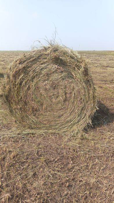 Продам сено рулоны