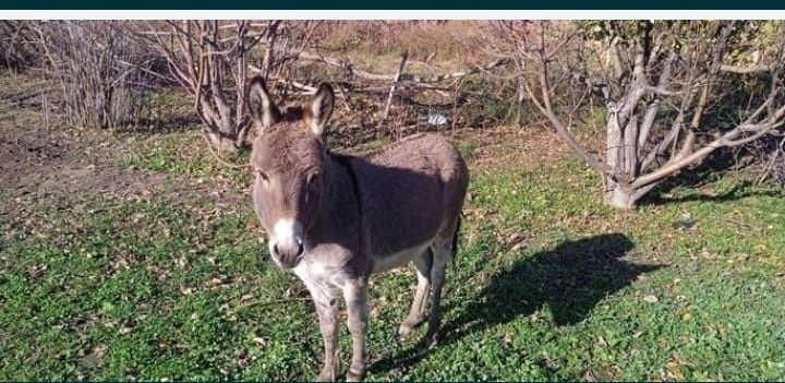 Подарю Ишака по кличке Арни