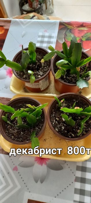 Продам комнатные цветы.