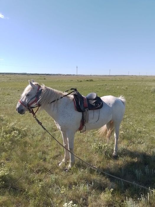 Продам лошадь, ат, мерин
