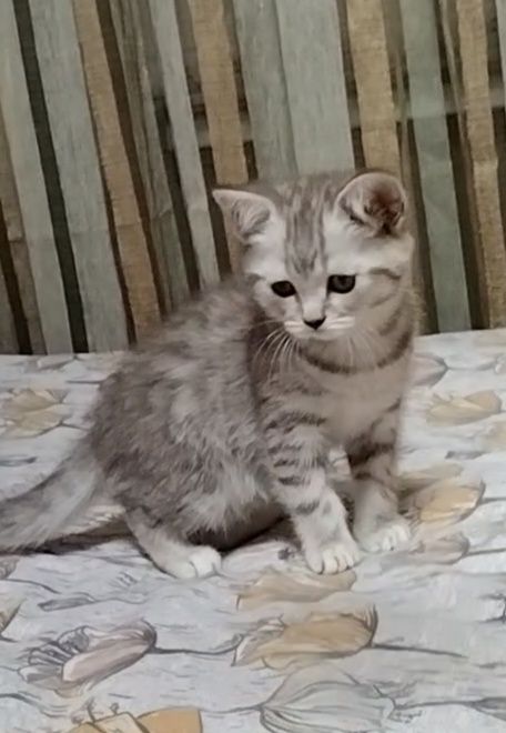 Скоттиш страйт. Девочка.