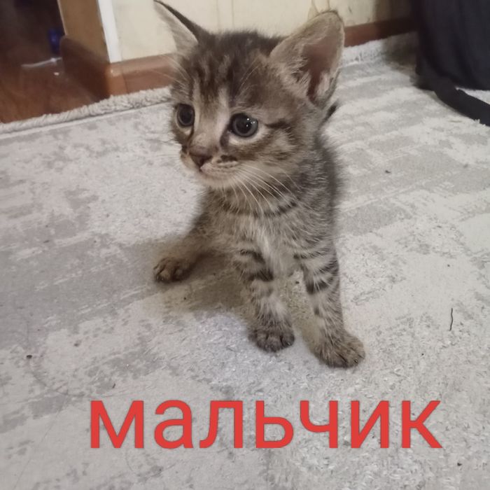 Бесплатно отдаю котят!