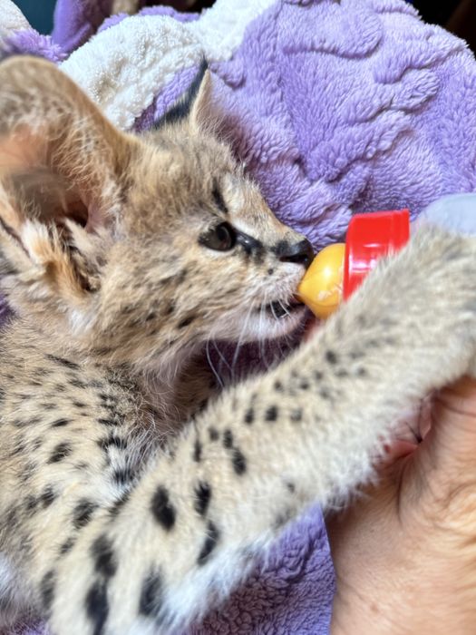 Сервал . Кошечка . Чистокровная