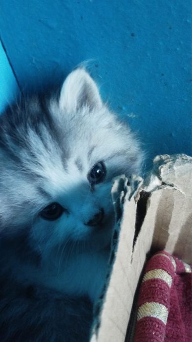 Котята. Мальчики отдам