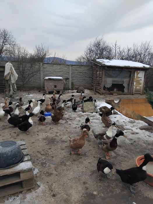 Ratoi cu moț tineri și frumosi