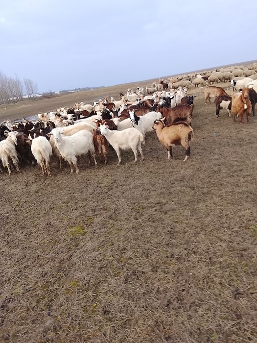 De vânzare capre