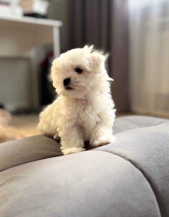 Bichon maltez mini