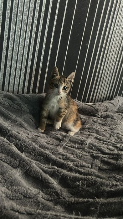 Отдам котенка в добрые руки