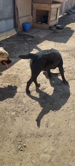 Итальянского Кане Корсо 6 мес мальчик