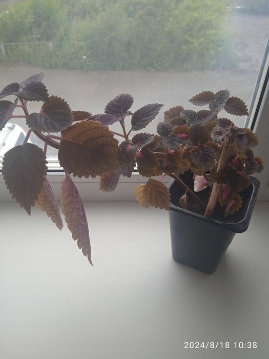 Аглаша продам цена от 2500тг