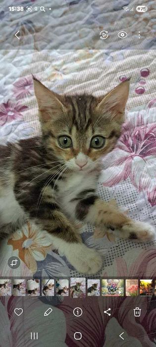 Котята ищут семьи!