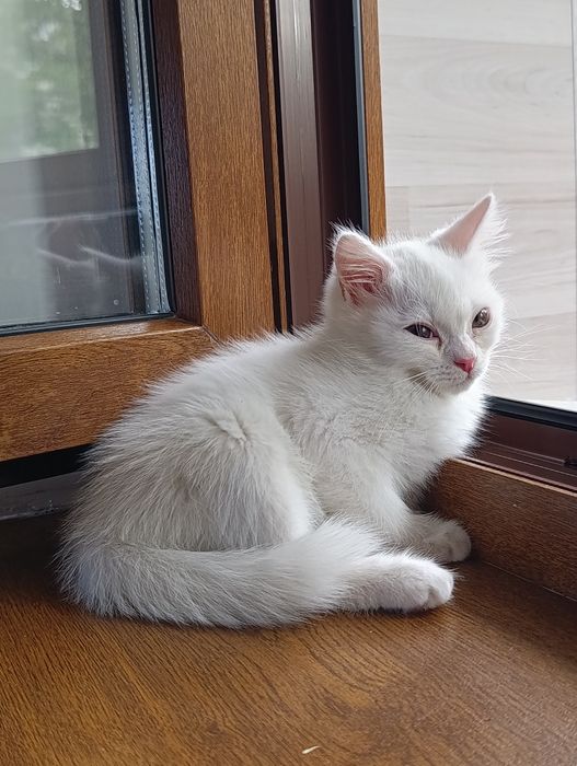 Ищу дом для котиков