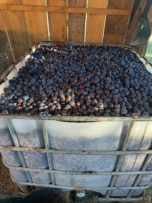 Prune de vânzare
