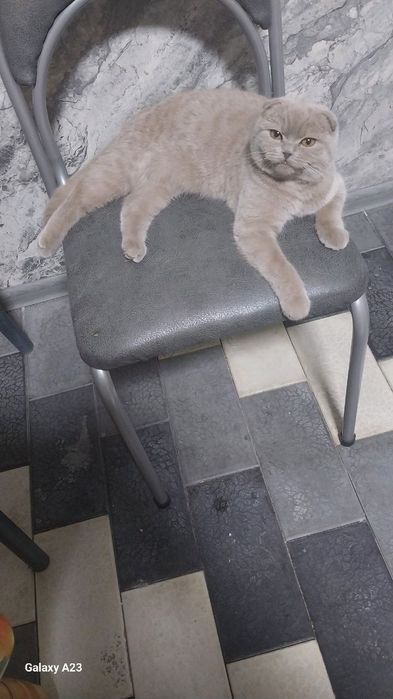 Скоттиш фолд 2.5 ойли