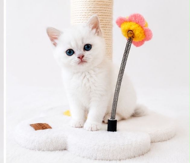 British shorthair chinchilla