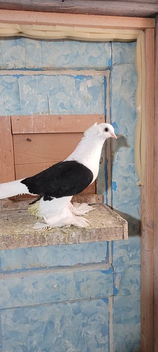 Продам голубей..