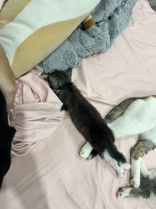 Отдам котят в добрые руки