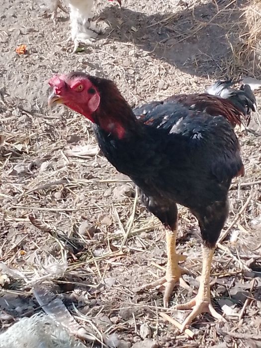 Товук. Хурозлар. Куркалар. Жужалар. Оптим сотилади . 4та курка эртага