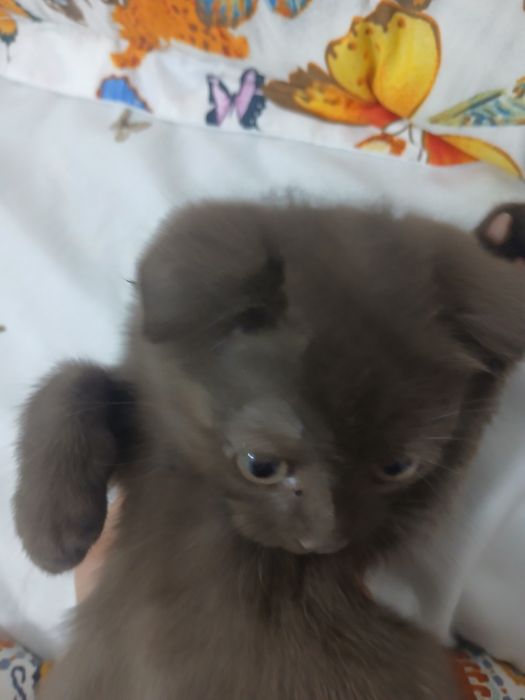 Scottish fold mushuk sotiladi