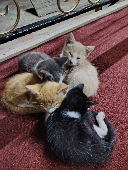 Отдам котят маленких