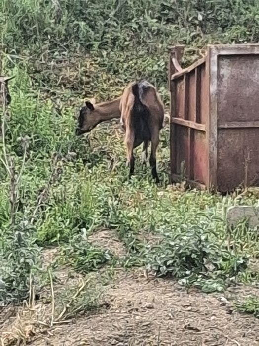 Doua capre  și un tap  tinere