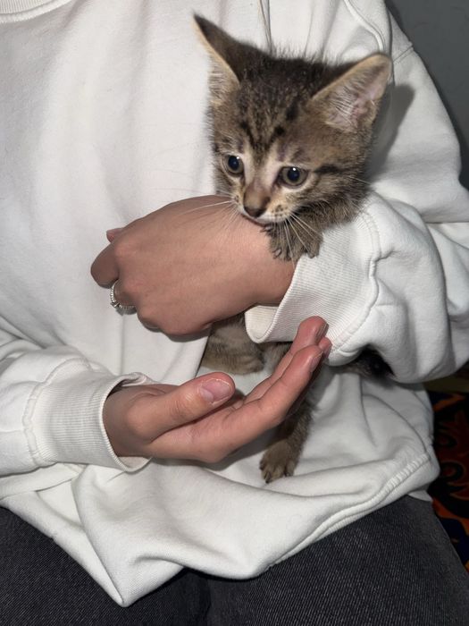 отдам котенка даром