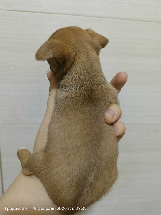 Продам щенков мини тойтерьера