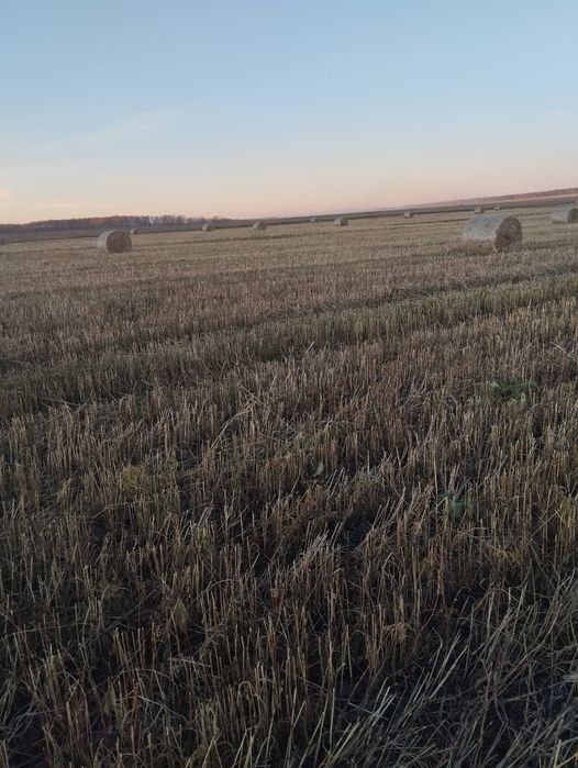 Продам сено( суданская трава)